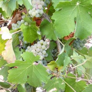 Maisons de vacances Gite Des Vignes : photos des chambres