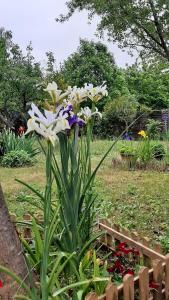 Villas Maison lumineuse et spacieuse avec jardin arbore : photos des chambres