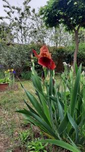 Villas Maison lumineuse et spacieuse avec jardin arbore : photos des chambres