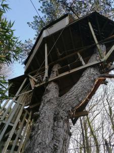 SHERWOOD TREE