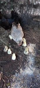 Trilocale Margine Rosso img68