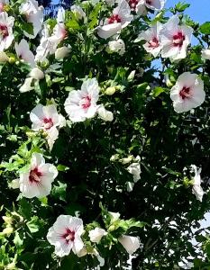 CHILL&SLEEP Bad Ischl