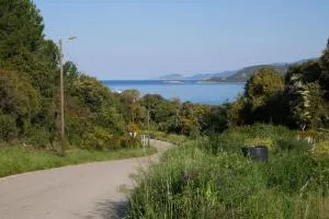 Narval Gris - 卡尔卡托吉奥