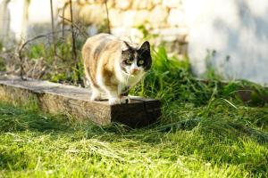 Sejours chez l'habitant Chateau de Champblanc : photos des chambres