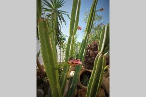 Riviera Paradise : unique vacations experience Naxos Greece