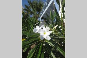 Riviera Paradise : unique vacations experience Naxos Greece