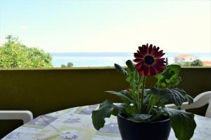 Apartments Anastazio -200m from sea