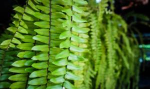 โรงแรมบ้านเพิ่มสุข อิมแพ็ค เมืองทอง