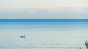 Modern Sea View Apartments by Villa Kuus Sõlme