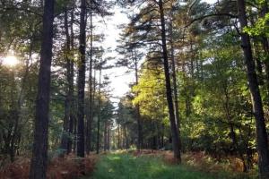 Maisons de vacances Gite La Lisiere, en Broceliande : photos des chambres