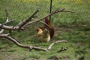 Les jardins des coccinelles