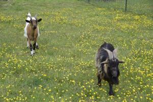 Les jardins des coccinelles