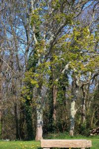 B&B / Chambres d'hotes Aux Arbres Chanteurs : photos des chambres