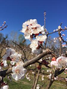 B&B / Chambres d'hotes Mas d'Auzieres : photos des chambres