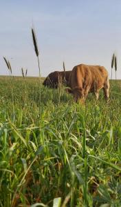 Monte Bagão - Turismo Rural