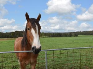 Kelman Cottage with pool and beautiful native wildlife