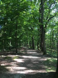 B&B / Chambres d'hotes Maison Chevreuse, chambre chez l'habitant : photos des chambres