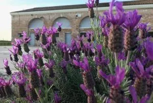 B&B Tenuta della Duchessa - Scanarello