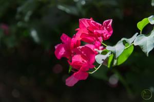 Paradise Departamentos