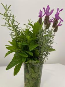 NaPjacu with own parking and garden