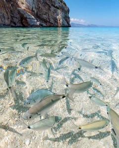 Appartamento Vacanza Barisardo SB img22