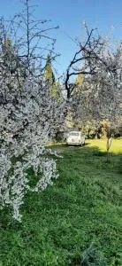 Domo Mia - 圣安托尼奥迪加卢拉