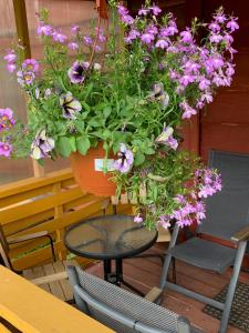 Žalioji stotelė butiko namukas dviems