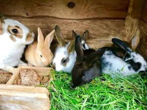 Žalioji stotelė butiko namukas dviems