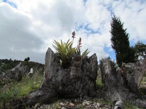 Cabaña Campestre Katie