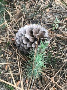 Appartements Les Pastourelles : photos des chambres