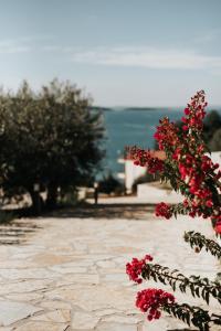 Elia Luxury Suites