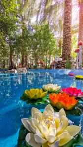 ALBERI LODGE