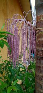 Royal pine cottage hotel