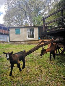 Campings Mobile-home Lac de Vassiviere : photos des chambres