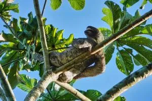 Into the Greens - Madre de Dios