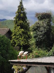 Maisons de vacances Gite Les Glycines 68230 TURCKHEIM : photos des chambres