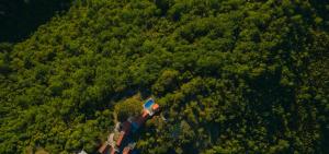 Dalmatian Green Peak