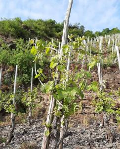 Gästehaus Mona Lisa