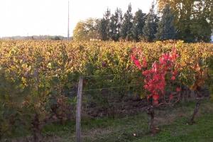 Maisons de vacances Chateau Roseyrol proche Saint-Emilion : photos des chambres