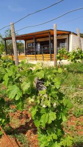 Collis winery - Family & Friends - Mobilhome