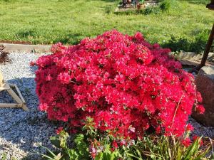 B&B / Chambres d'hotes Couloumine breizh : Chambre Double - Vue sur Jardin