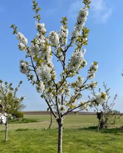 Peppinge Bed & Breakfast