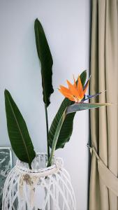 Villa Teresina img35