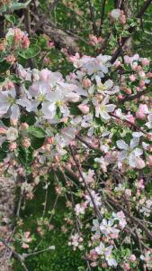 Jagd trifft Moderne & Boutique Jardin Ferienhaus