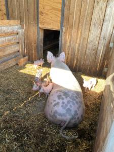 Ferienwohnung auf dem Bauernhof