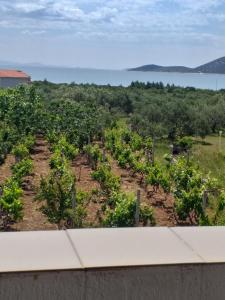 Apartments Antonela with seavies