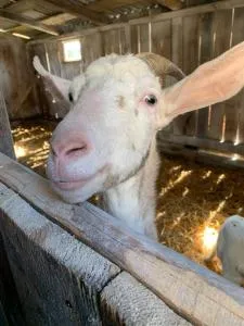 Osada nad Szumem - Józefów