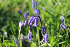 CherryTreeCottage - Cosy 19thCentury Pet Friendly