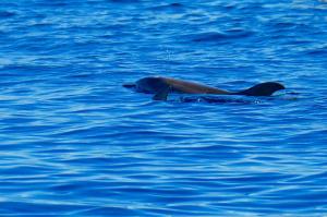 casavacanza golfo aranci img39