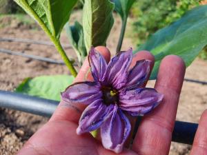 Il Nuraghe del lago Coghinas img90